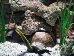 -暹罗海洋世界