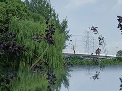 -泰煌鸡·上海白斩鸡·鸡汤面(万航店)