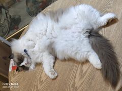 -藏猫猫咖啡主题馆(中央大道店)