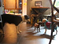 大堂-百好乐宠物友好餐厅(朝外大街店)