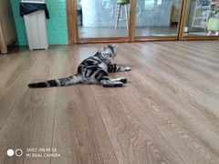 -猫的茶·猫咖