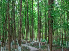 -桤木河湿地公园