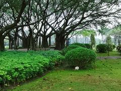 -白鹭洲公园