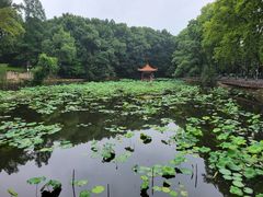 -湖锦酒楼·32年地道湖北菜(光谷店)