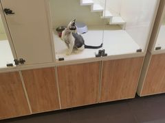 -十年猫舍·猫咪专门店(普陀店)