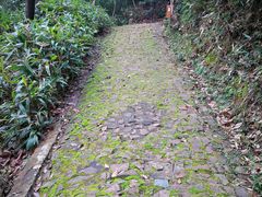 -上海佘山国家森林公园西佘山园