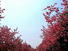 -洛龙公园