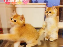 -十年猫舍·猫咪专门店(普陀店)