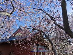 -桃花堤公园