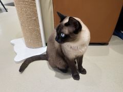 -藏猫猫咖啡主题馆(中央大道店)