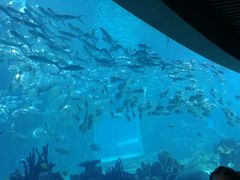 -海棠湾洲际-涛·海底餐厅·美人鱼·自助餐·海底隧道