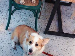 -小团圆糖水铺(襄阳南路店)