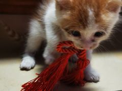 -严国平动物医院(德政总院)