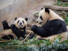 -中国大熊猫保护研究中心雅安碧峰峡基地