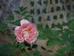 -洛阳市隋唐城遗址植物园