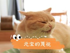 -MOYOYO猫咪咖啡店