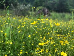 -硗碛藏寨·神木垒景区