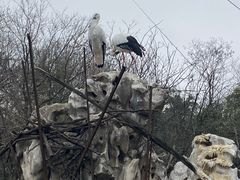 -合肥野生动物园