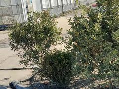 -喜杨洋草莓采摘园