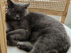 -共舞时光猫咖·狗咖(新街口店)