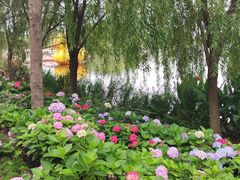 -杭州湾海上花田景区