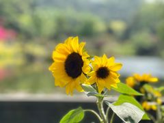 -深圳仙湖植物园