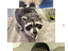 -浣熊柯尔鸭土拨鼠·电玩咖