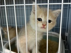 -翊宠yipet猫狗购宠庄园