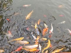 -白洋淀景区