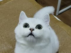 -小猫来了·猫舍(红山六九七九店)
