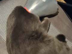 -宠爱国际动物医院· 猫科· 外科·中兽医(长白店)