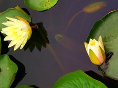 -白鹭湾湿地公园