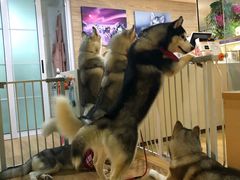 -Husky Go! 哈士奇体验馆·宠物咖啡厅狗咖