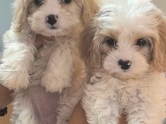 -翊宠yipet猫狗购宠庄园犬舍•猫舍