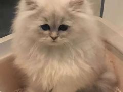 -1013 PET SHOP 宠物商店(近铁城市广场店)