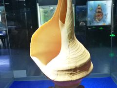 -贝壳王国博物馆