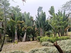 -中国科学院西双版纳热带植物园