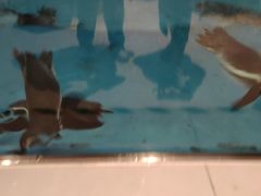 -帝企鹅自助餐厅•儿童岛•真企鹅(长隆企鹅酒店)