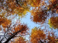 -上海佘山国家森林公园天马山园