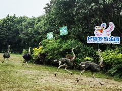 -广州长隆飞鸟乐园