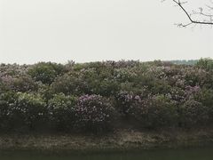 -丁香湖公园