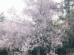 -洛阳市隋唐城遗址植物园