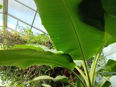 -呀路古热带植物园