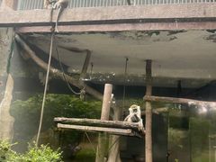 -成都动物园