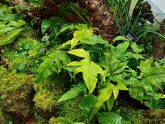 -昆明植物园