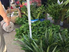 -中环花鸟鱼虫市场