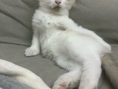 -艾贝尔宠物医院 ·内科全科(梁溪路店)