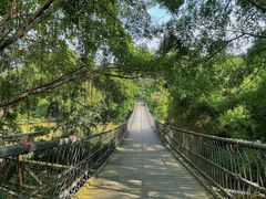 -南宁良凤江国家森林公园