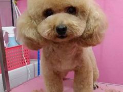 -爱宠屋pet shop·宠物洗澡·宠物美容