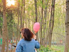 -合肥滨湖国家森林公园